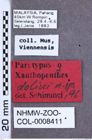 Etikette zu Xanthopenthes dolini (Schimmel, 1999) (NHMW-ZOO-COL-0008411)
